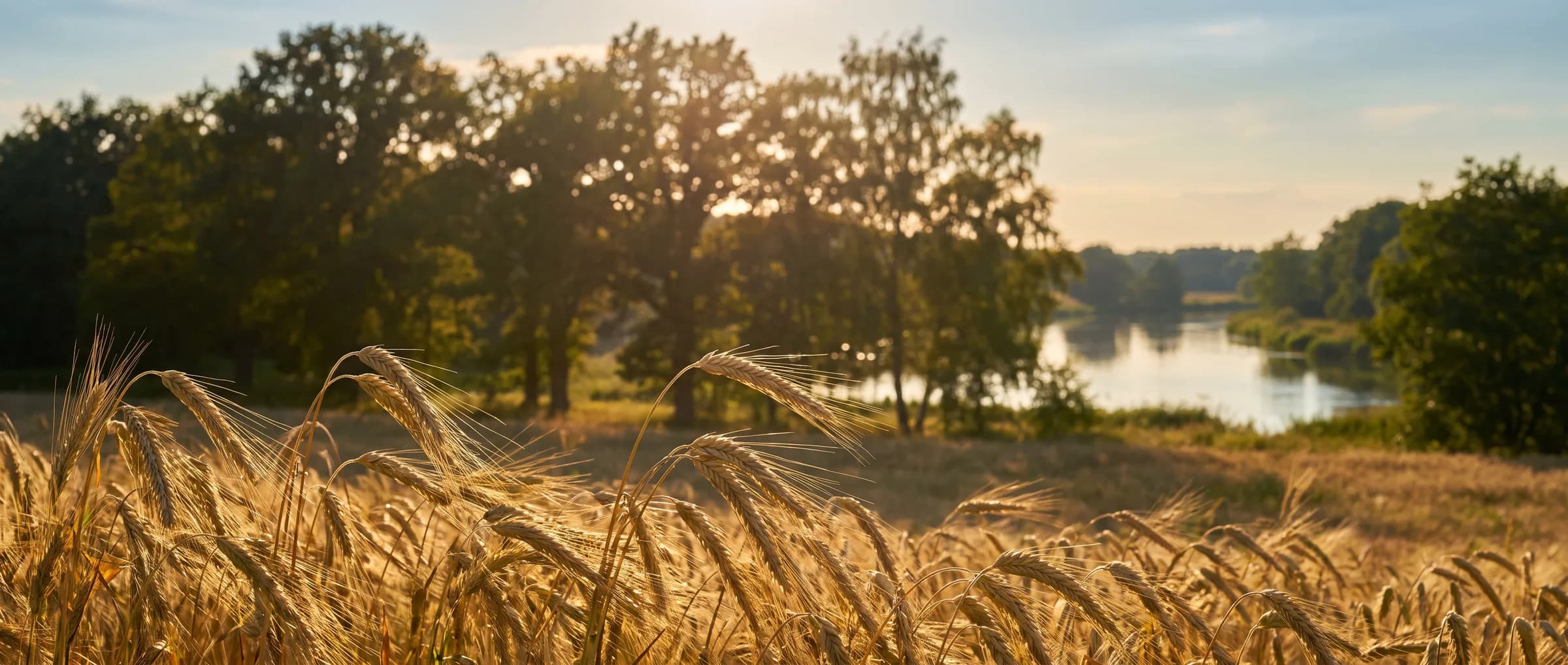 Reifes Getreidefeld im Abendlicht mit Bäumen und Wasser im Hintergrund
